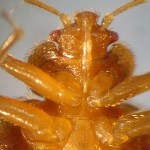 bed-bugs-picture That's it. That's the one that got me.