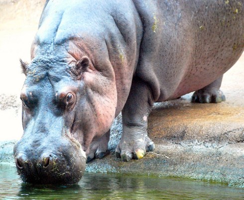hippo