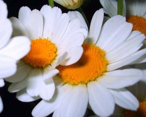 These flowers are also called margaritas, and they are totally diet-approved. 