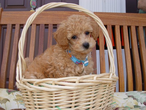 434219724_723e02f45f_z